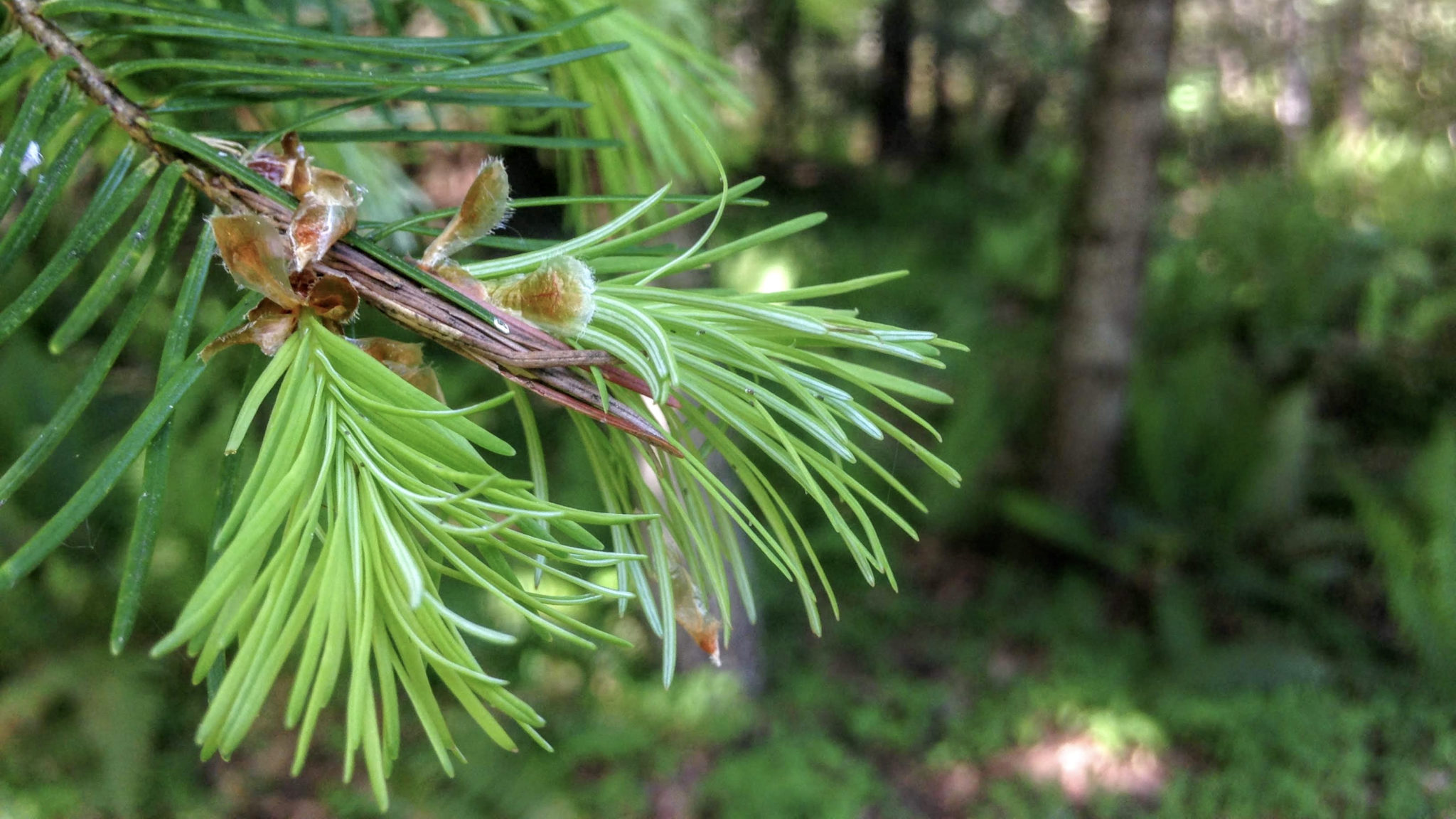 what-is-a-native-plant-samantha-elie-botanist